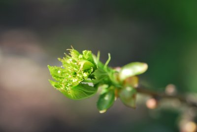 Crataegus pinnatifida - hloh peřenoklaný - jarní pučení